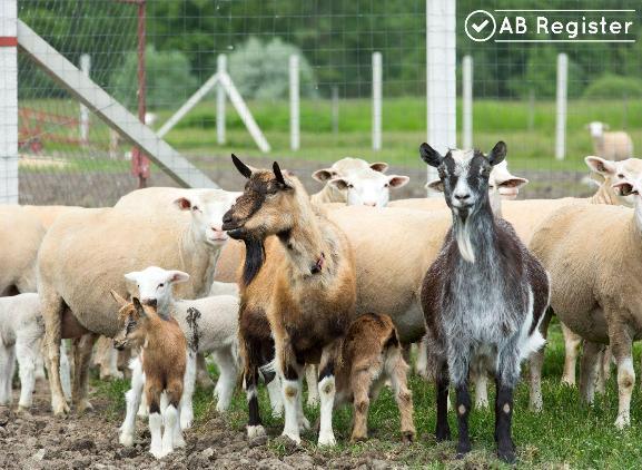 Schapen